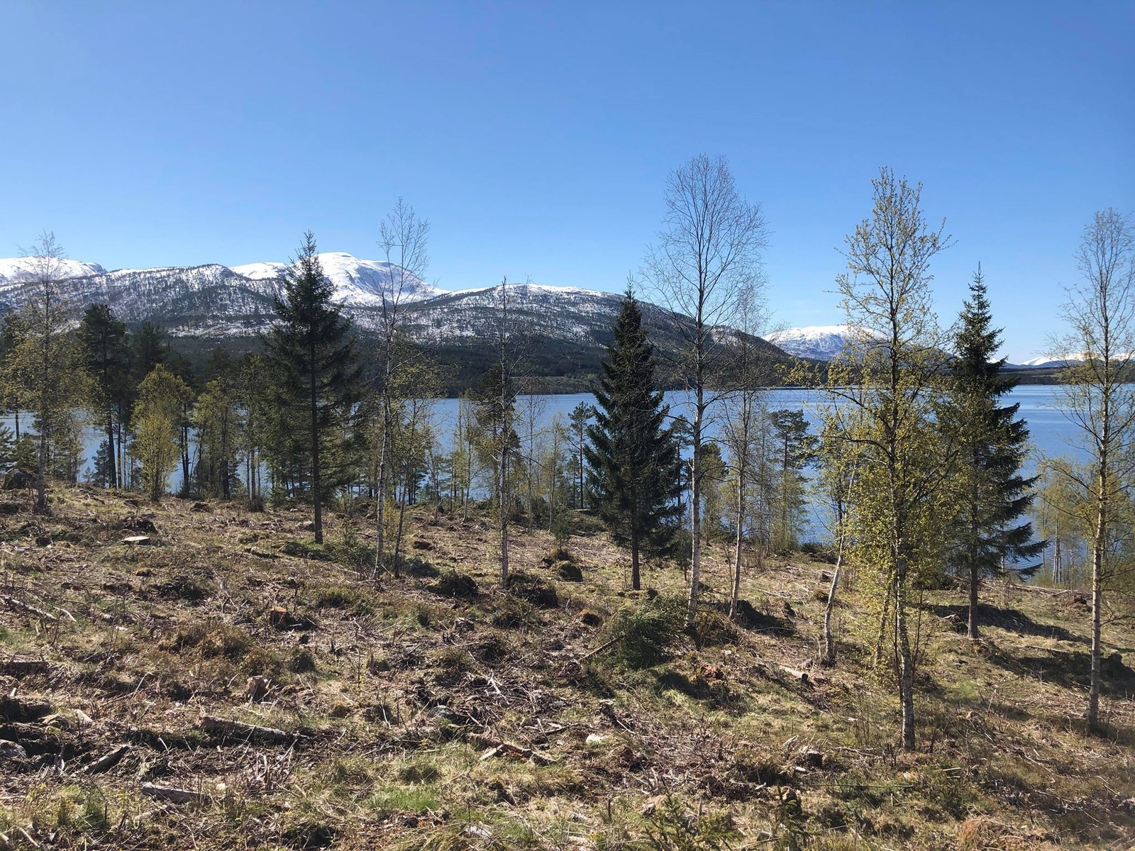 Bilde fra tomta Galleribilde