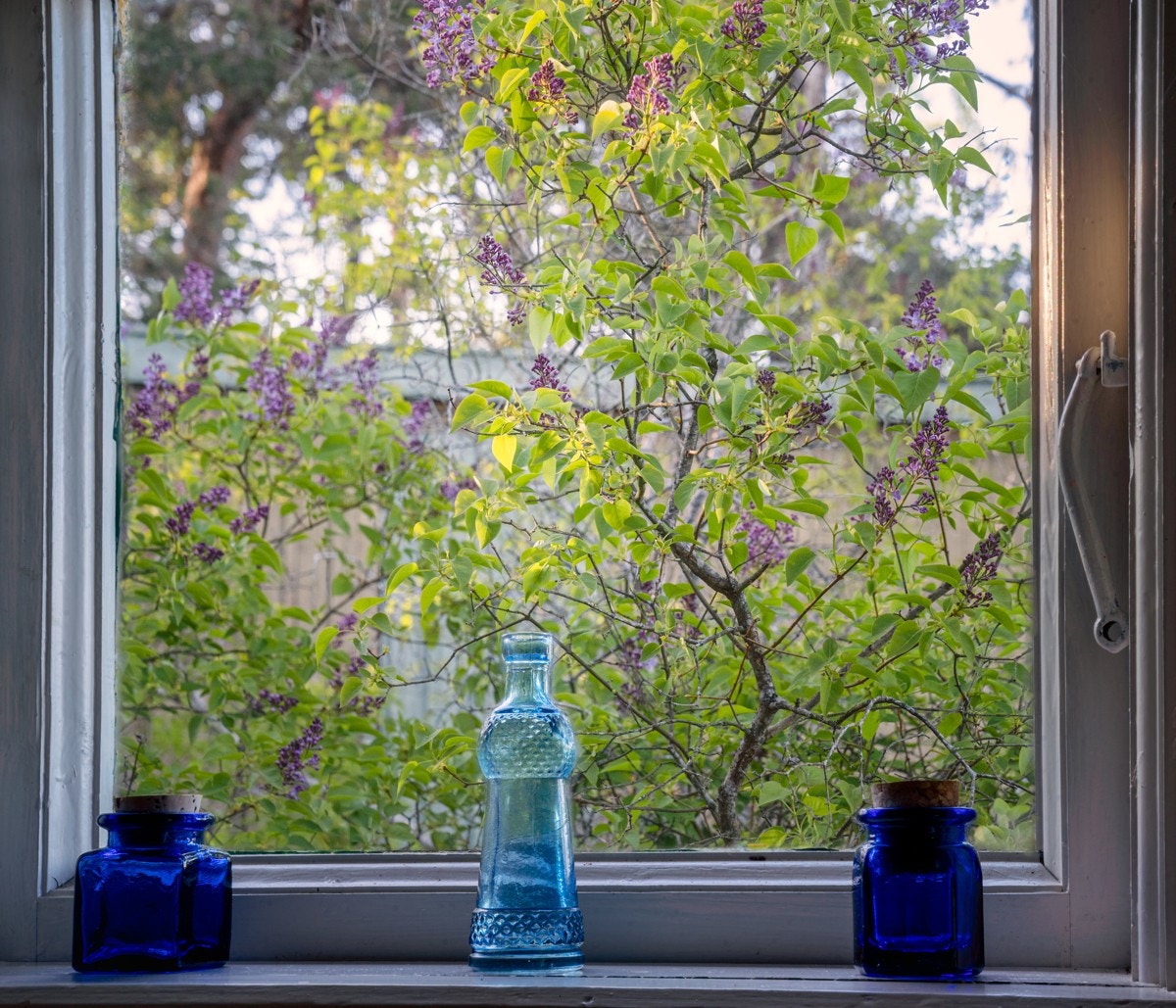 I mai/juni omsluttes Huldraheim av lilla syriner. Galleribilde