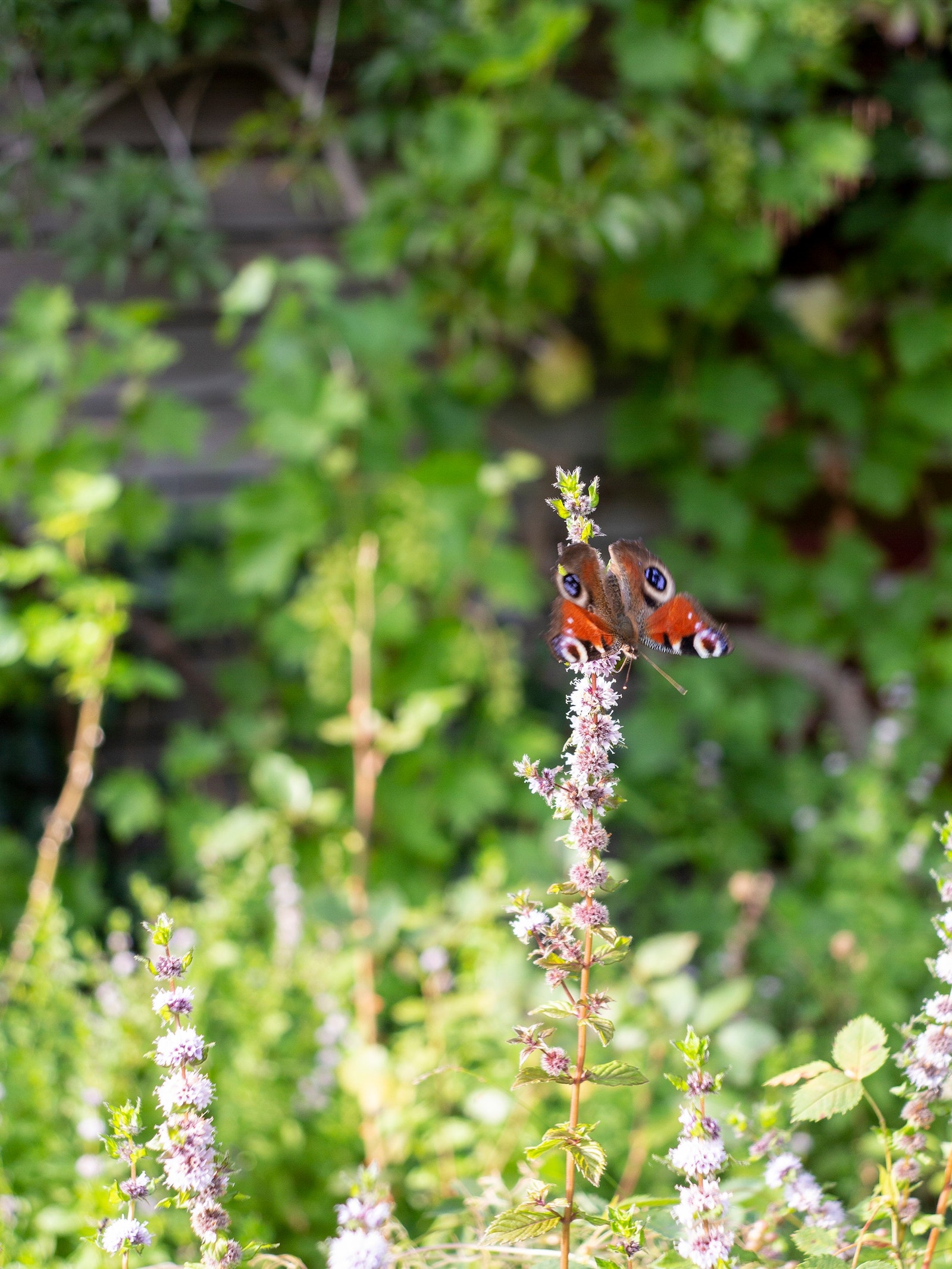 Hverdagsopplevelse fra hagen Galleribilde