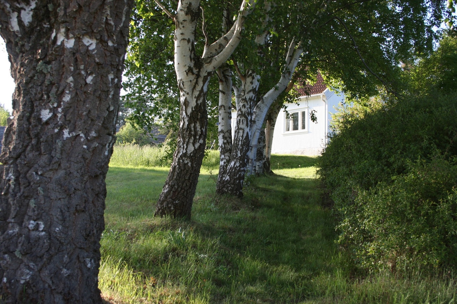 Bjørke Alle' Galleribilde