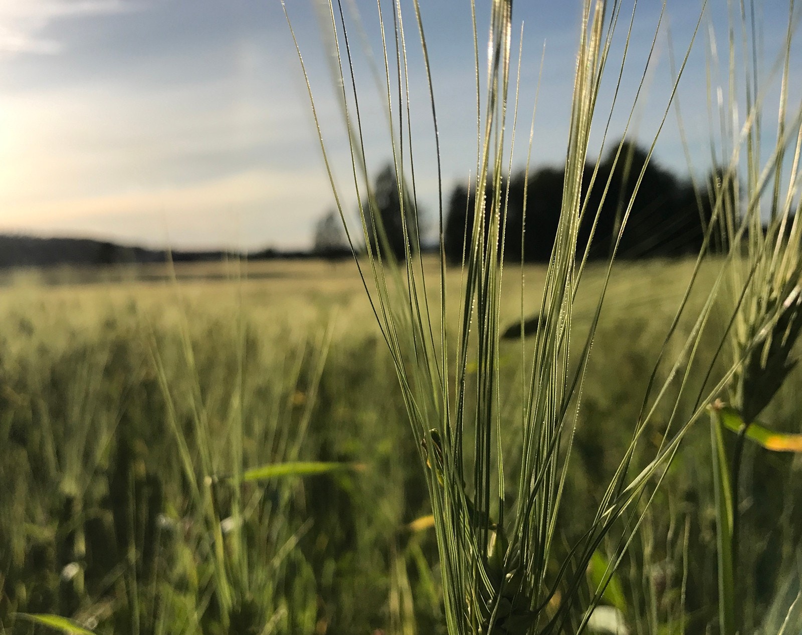 Idyll i Nes, Norges største landbrukskommune Galleribilde