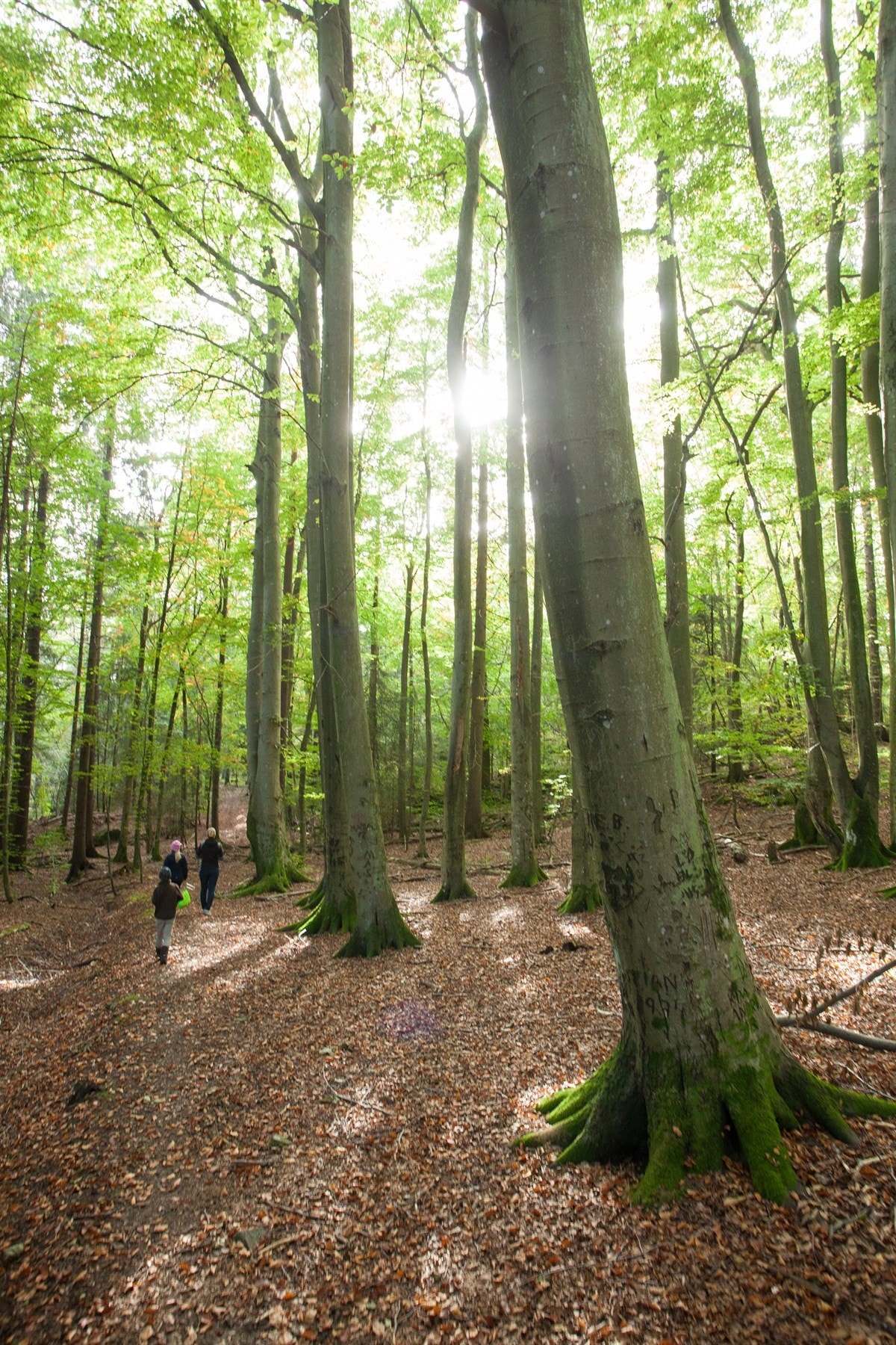 Fantastisk bøkelund på Rosnes rett ved siden av leiligheten Galleribilde