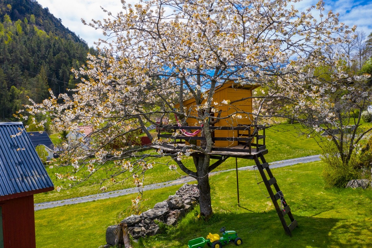 Trehytte Galleribilde