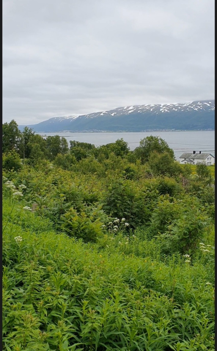 Området/beliggenhet