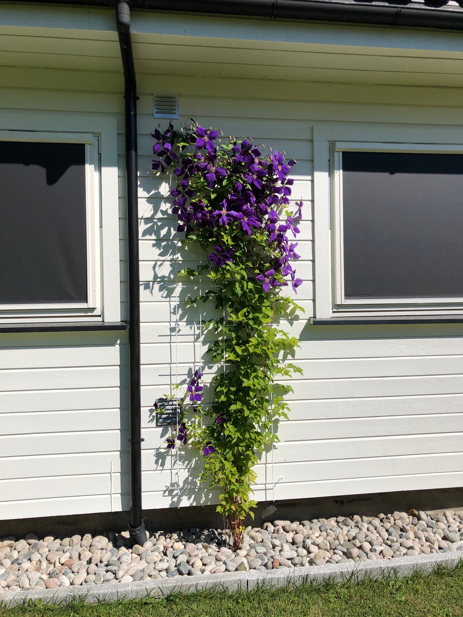 Screns på vinduer gir god solskjerming Galleribilde