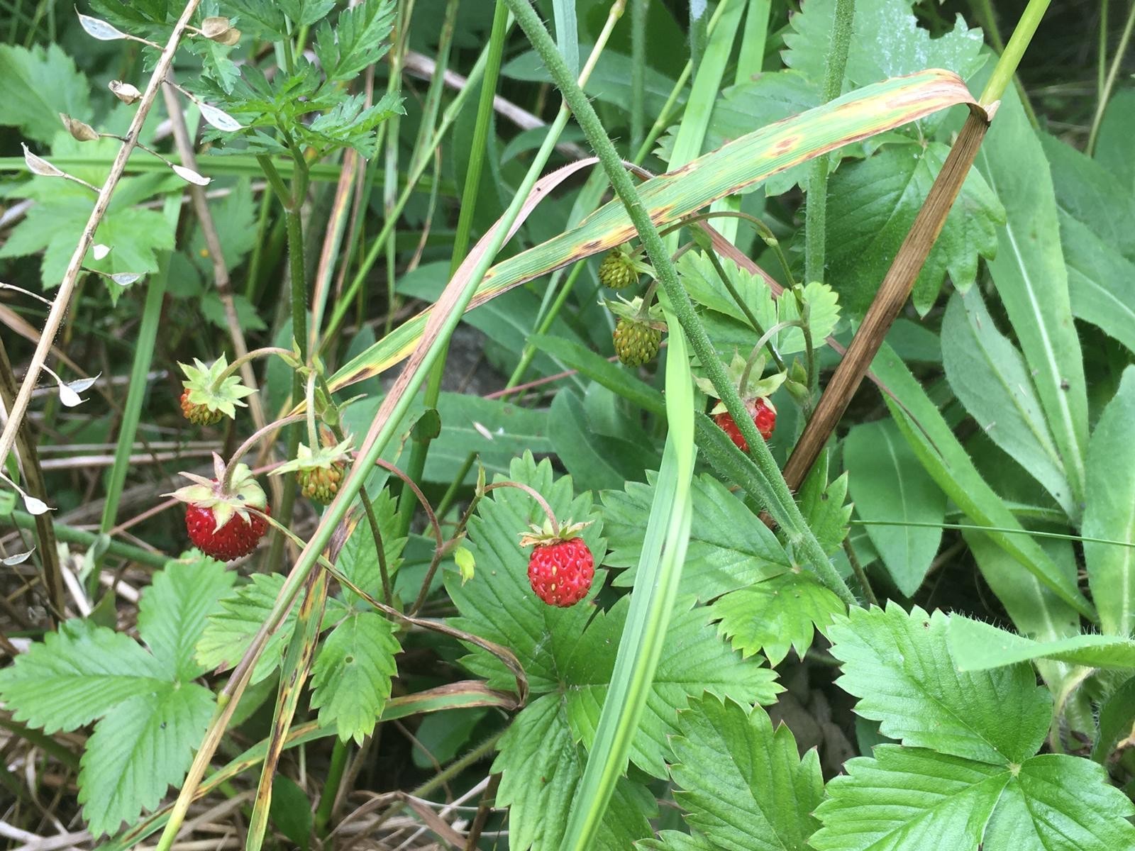 Markjordbær Galleribilde
