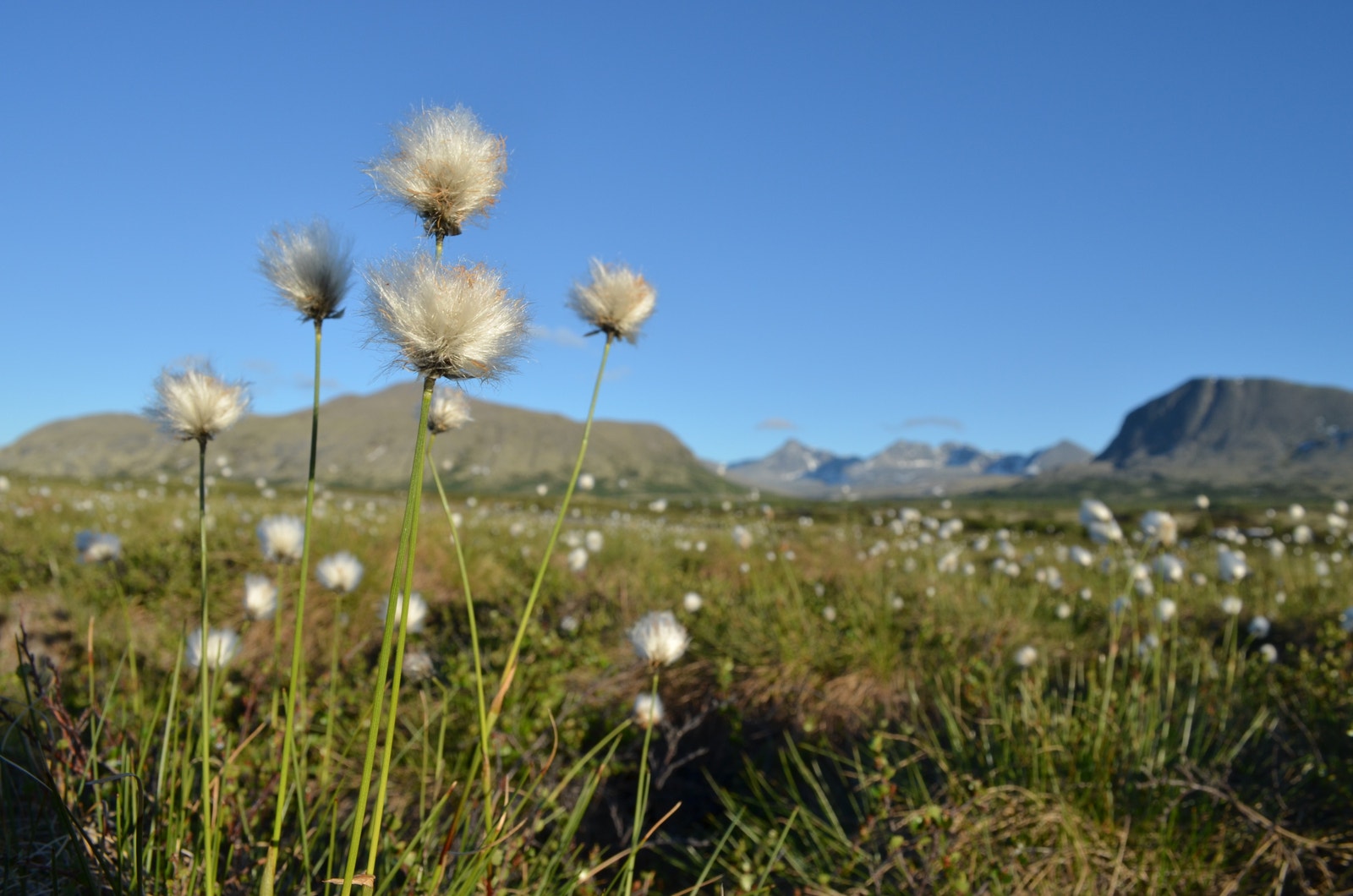 Myrullvår Galleribilde