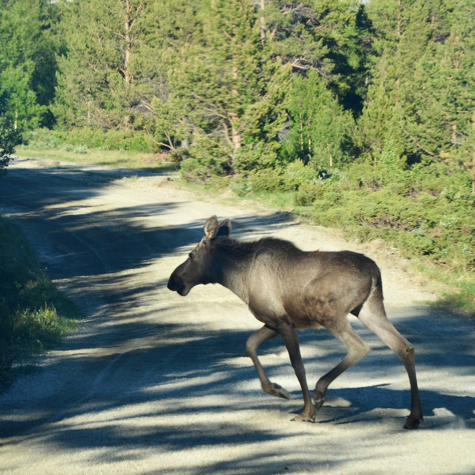 Er du heldig treffer du på dalens konge Galleribilde