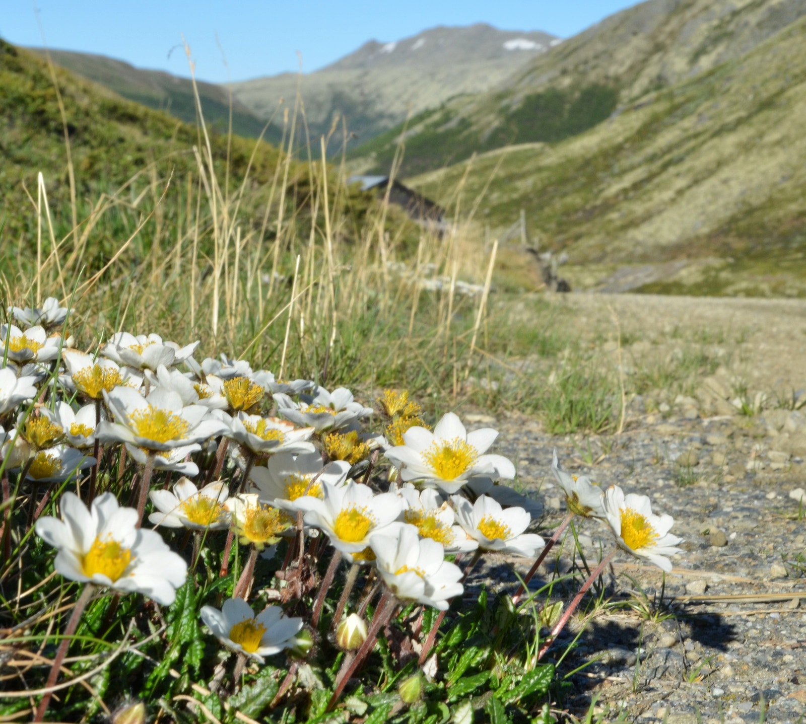 Vårblomster i Verkje Galleribilde
