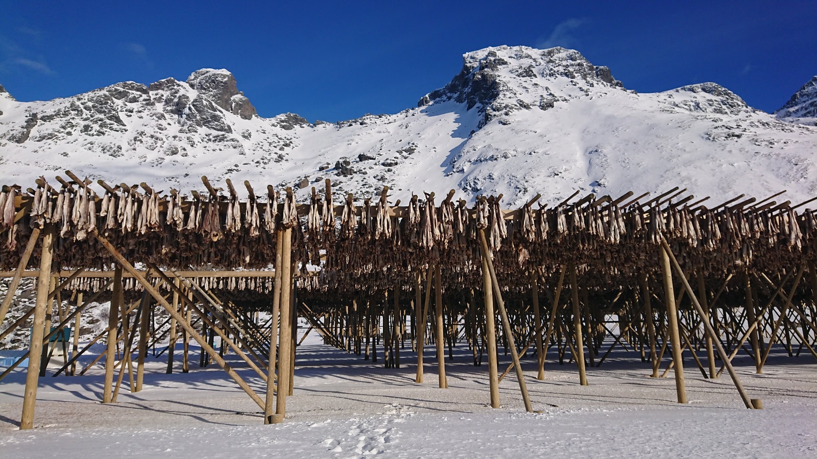 skreien er grunnen til Lofotens beboelse Galleribilde