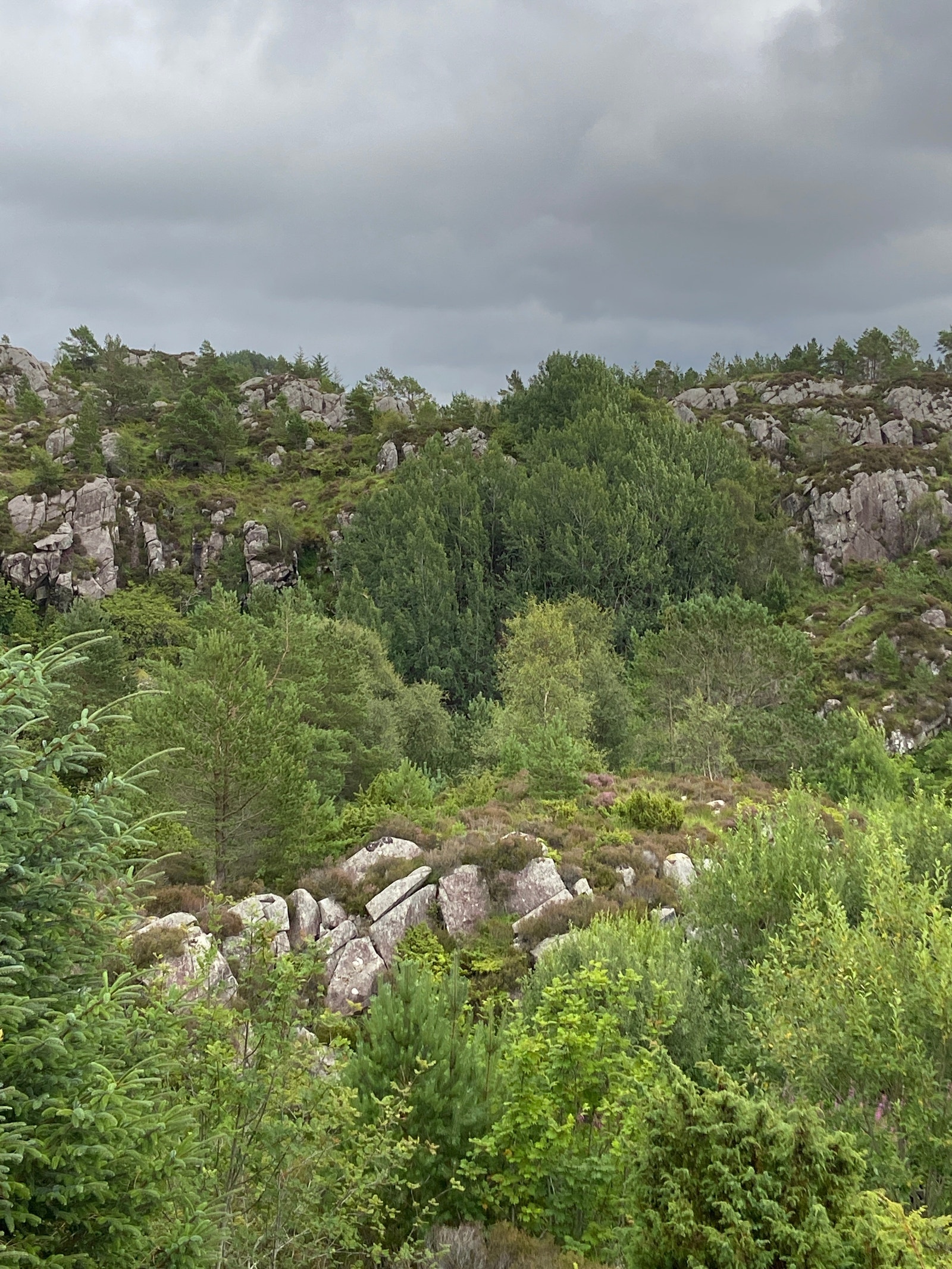 Tomta Galleribilde