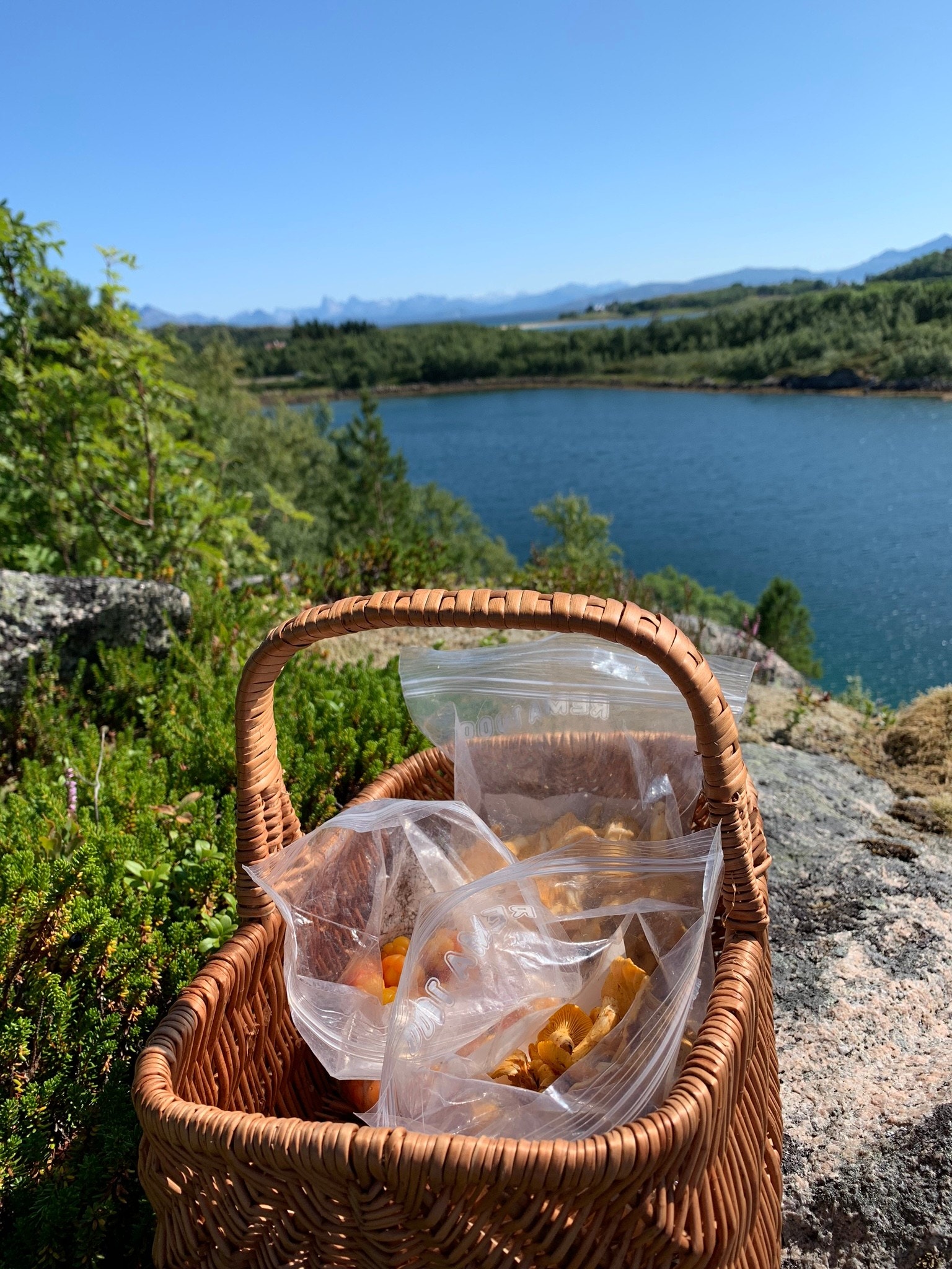 Sopp og multer Galleribilde