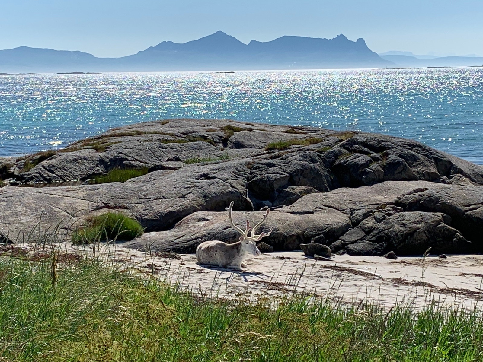 Rein ved hytta må påregnes Galleribilde