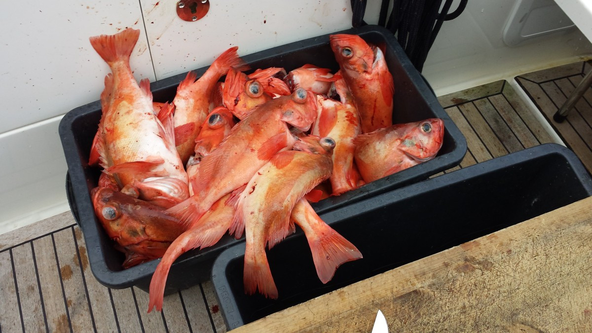 God fiskemuligheter i Malangsfjorden