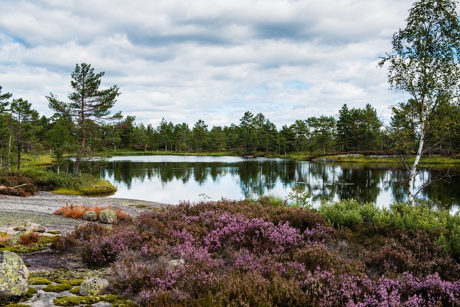 Nydelig natur i hele hyttefeltet. Galleribilde