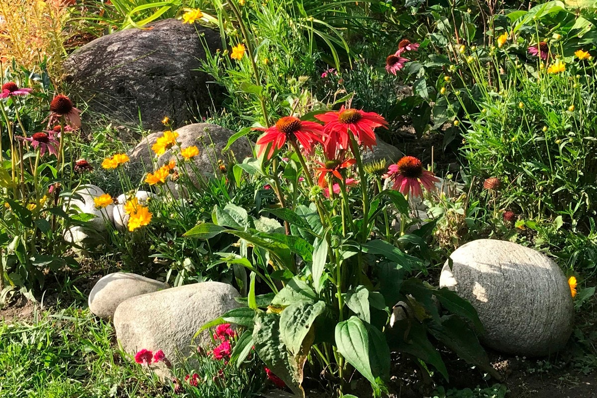 Vakre blomsterbed. Galleribilde