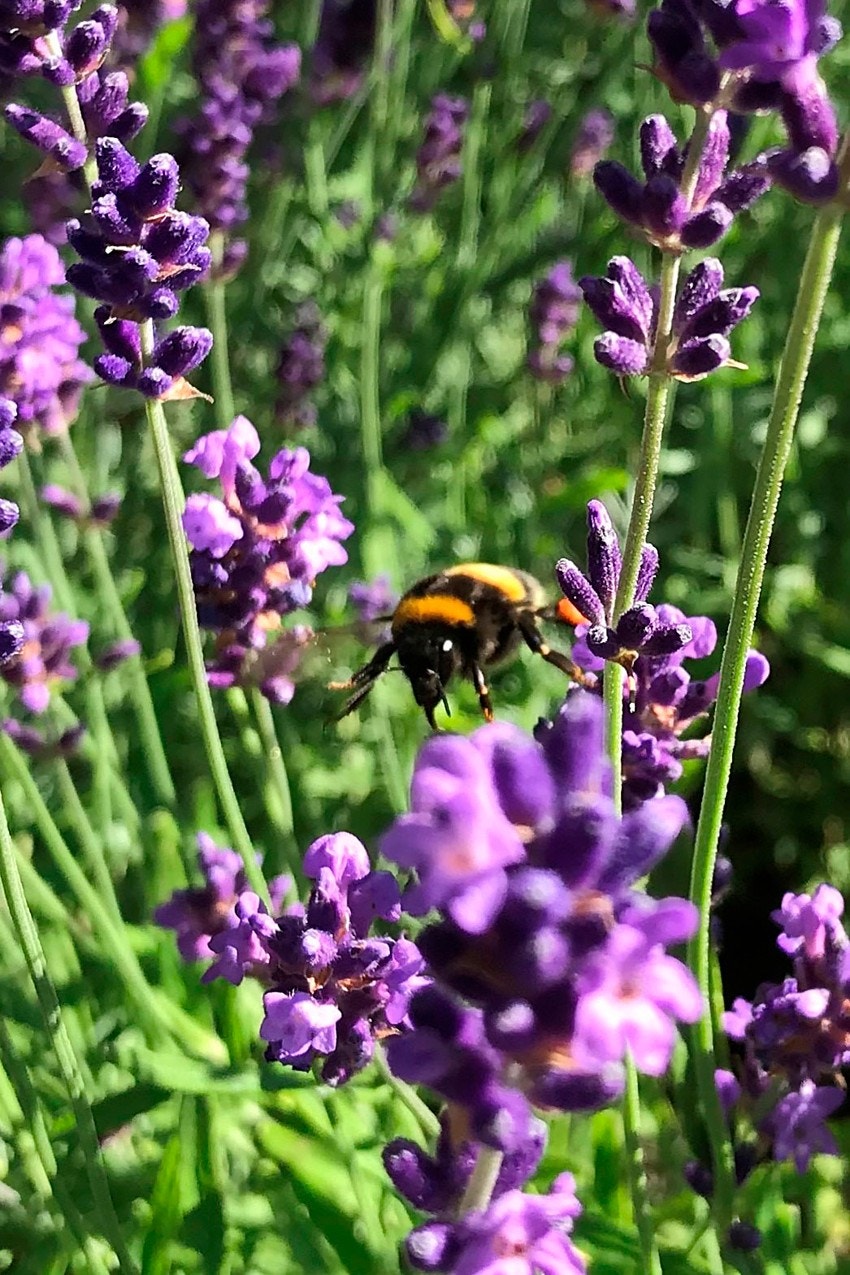 Frodige vekster som blomstrer i ulike faser gjennom sommeren. Galleribilde