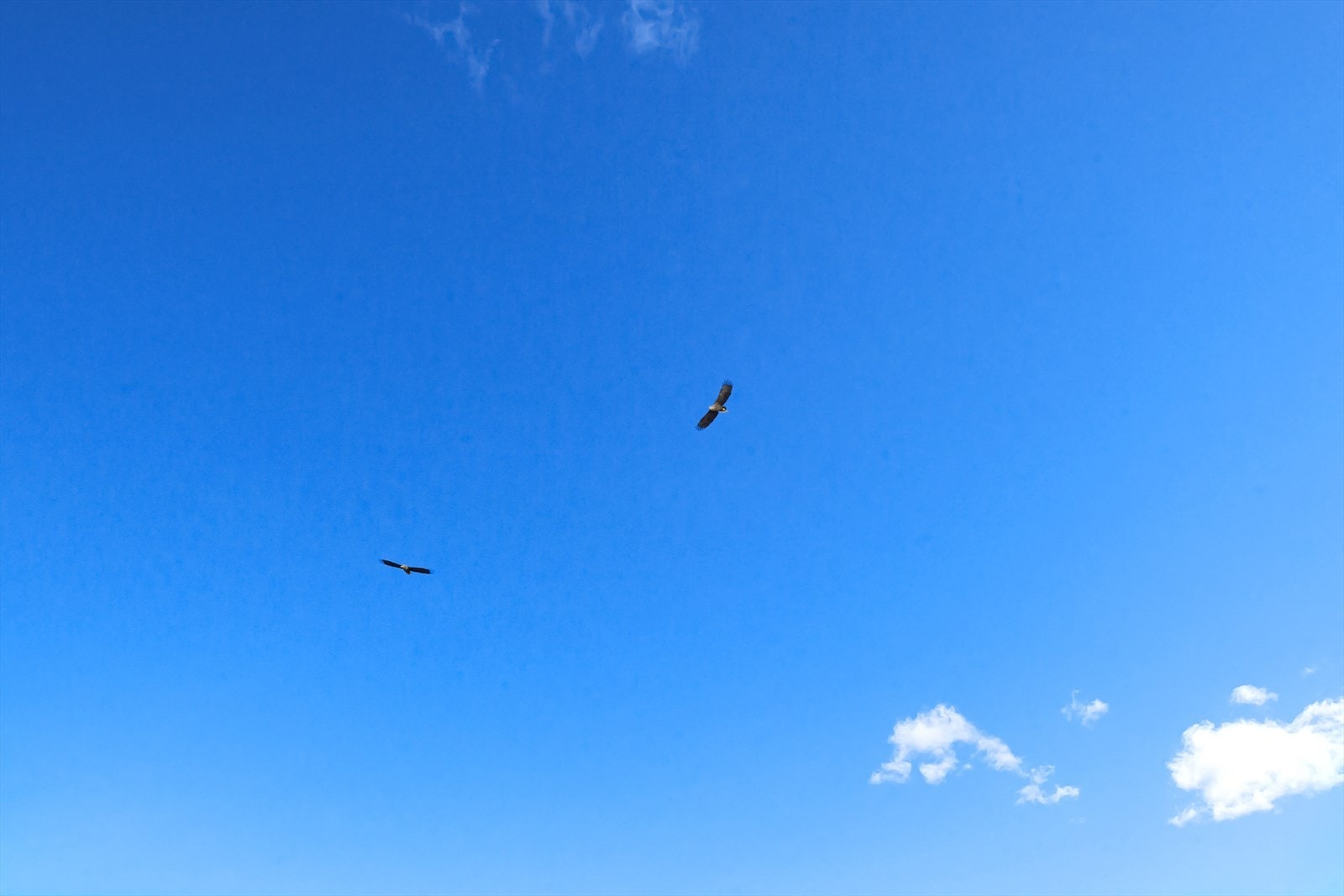 Se opp for havørn... Galleribilde