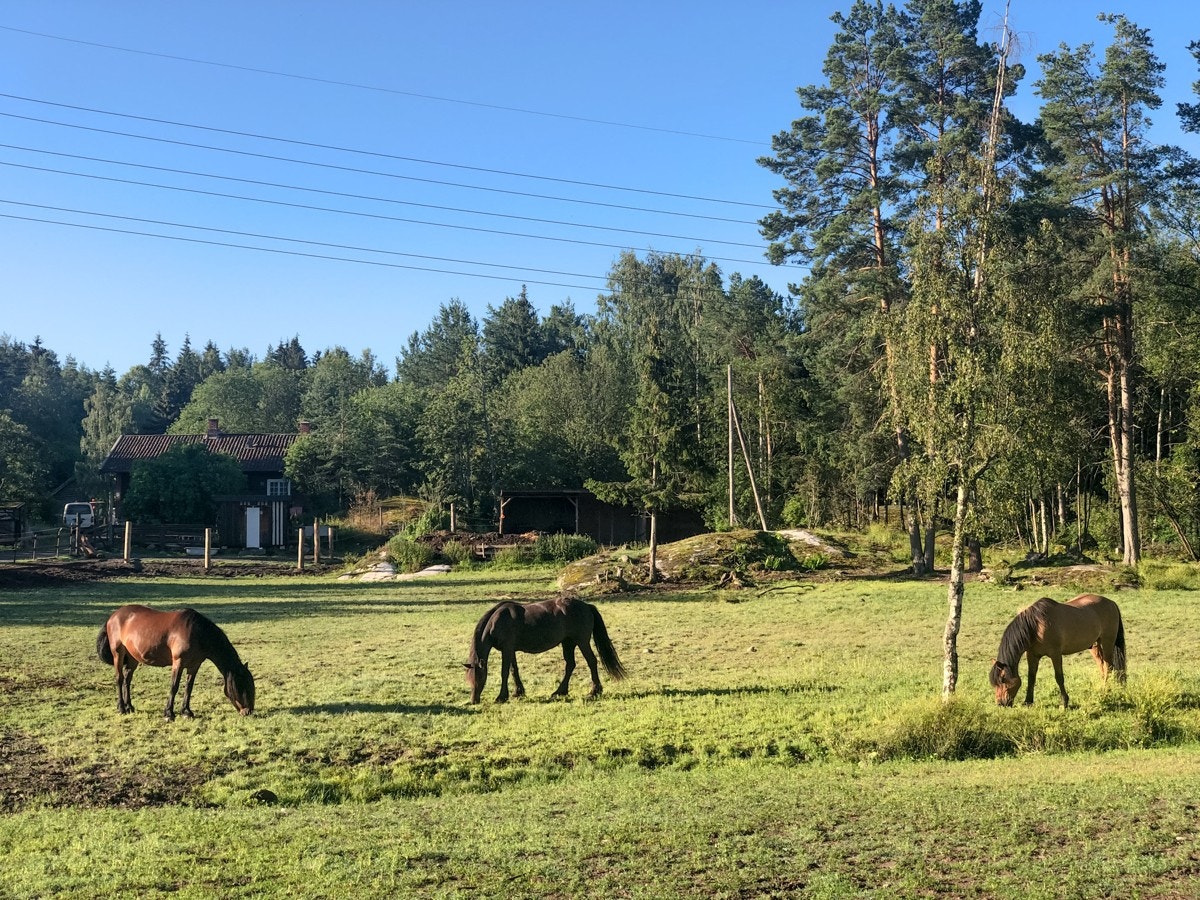 Kun få meter fra huset finner du Grønliåsen med turløyper/lysløype. Her er det også en gård med hester som barna får lov å hilse på. Galleribilde