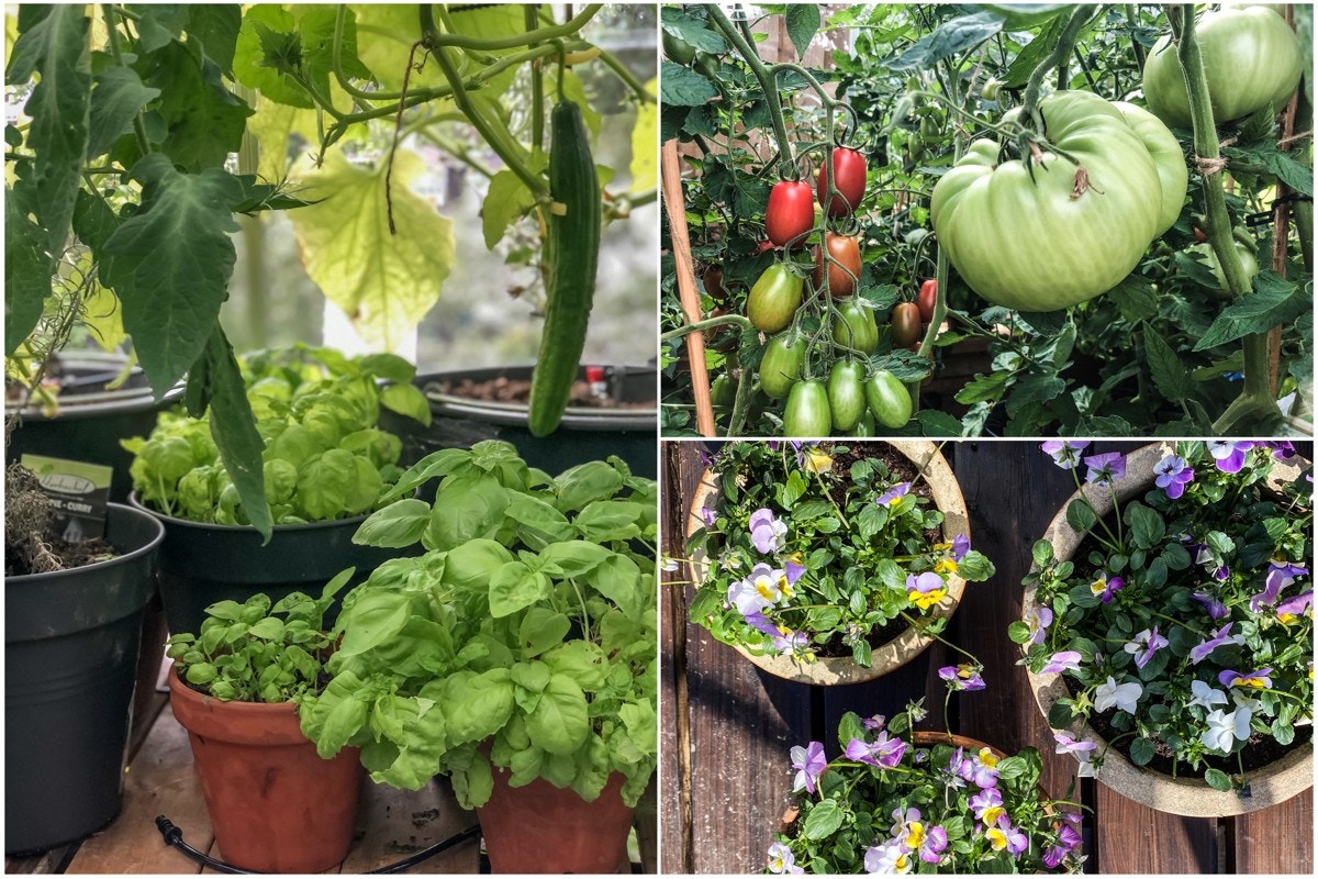 Grønsaker fra egen hagen Galleribilde