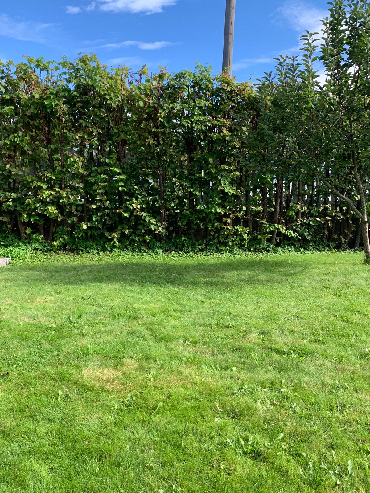 Uteareal som disponeres av leietager Galleribilde