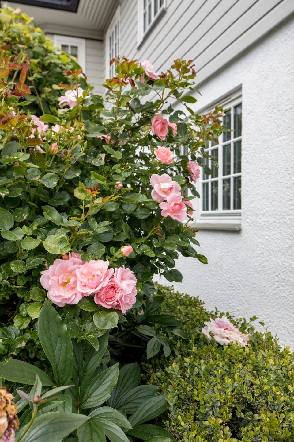 Utenfor stuevinduet Galleribilde