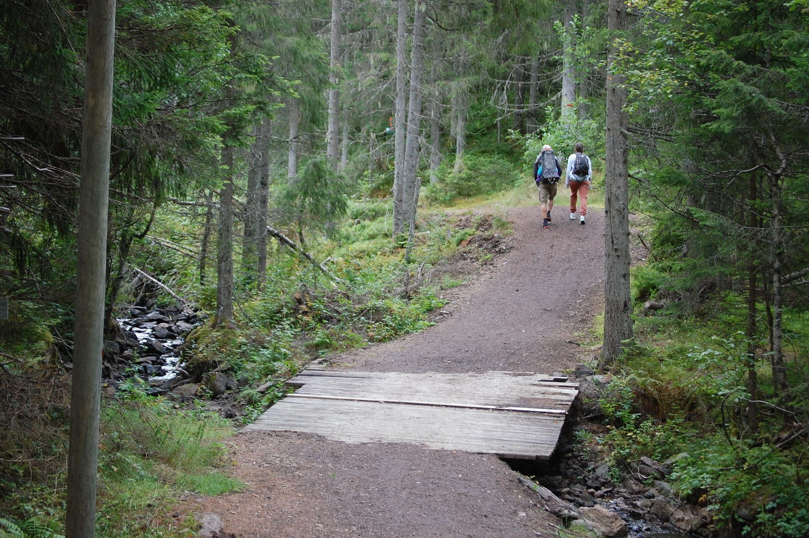 Krokskogen byr på fantastisk turmuligheter både sommer og vinter Galleribilde