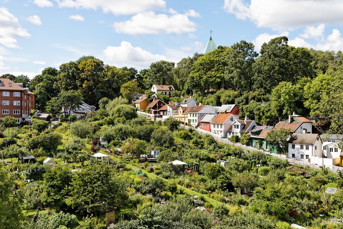 Fra takterrasene har du et flott utsyn utover de flotte parsellhagene på Egebergløkka Galleribilde
