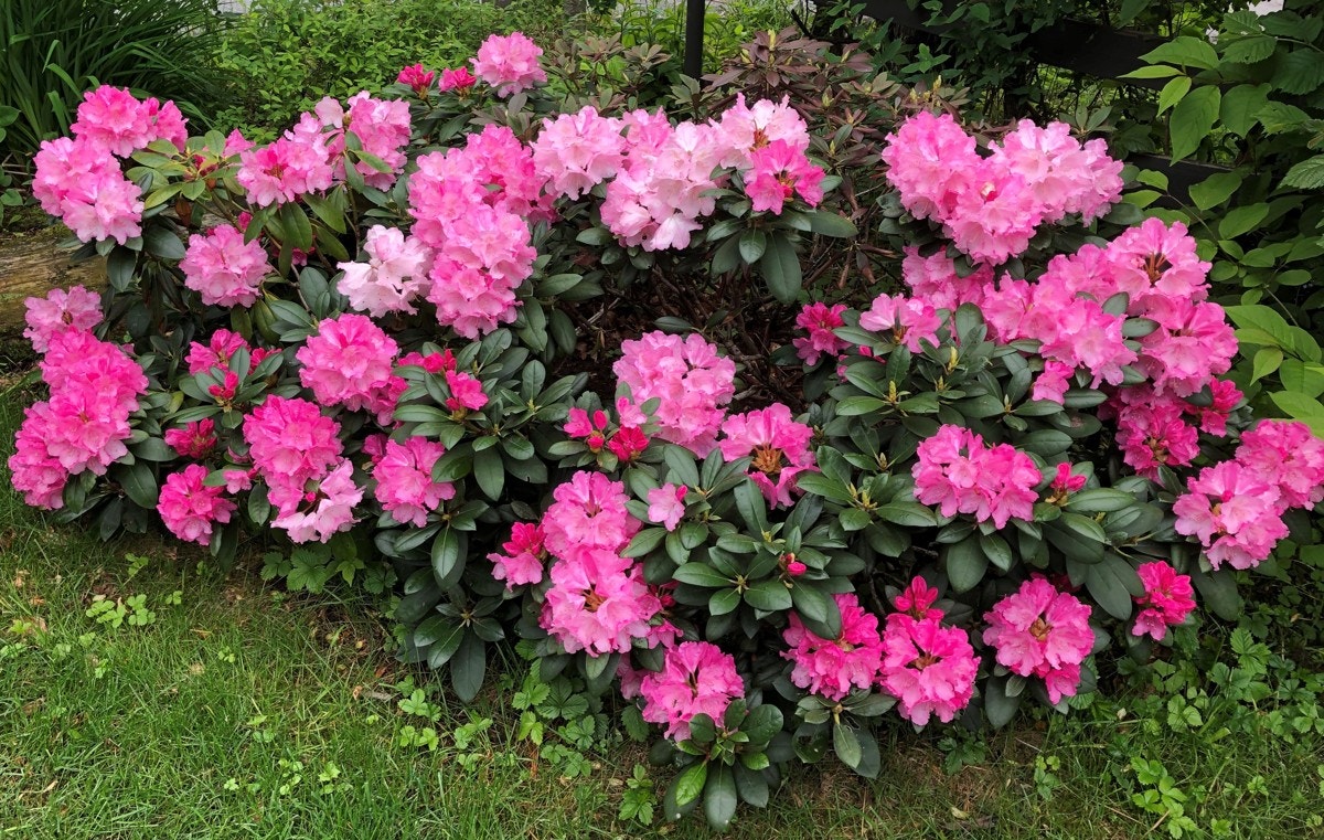 Mai/juni blomstrer hagens rhododendron. Galleribilde