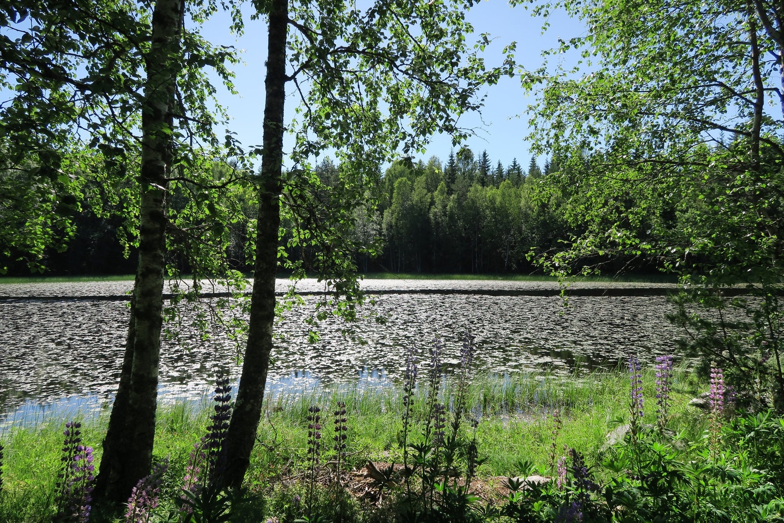 Hvaltjern Galleribilde