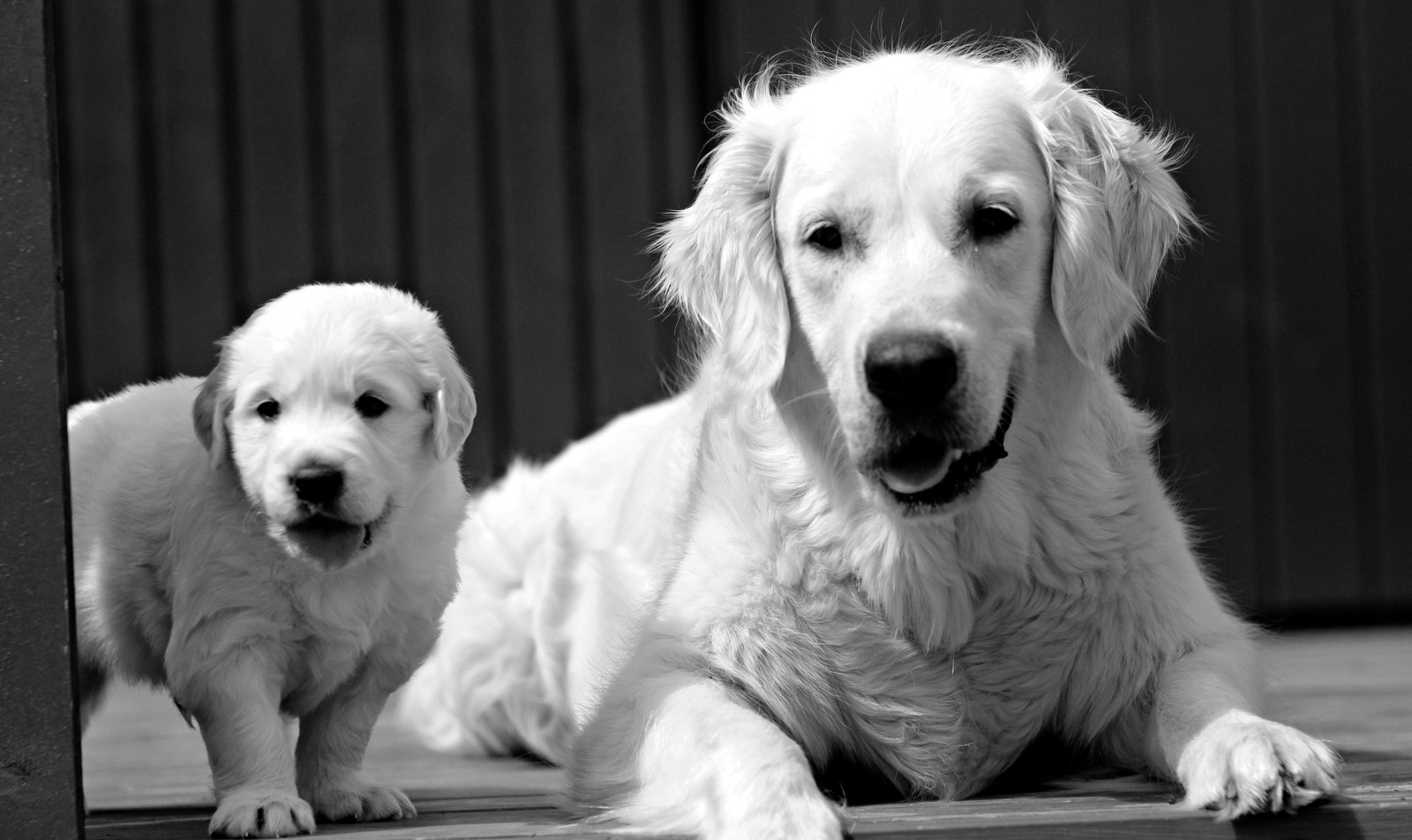 Golden Retriever Finn No