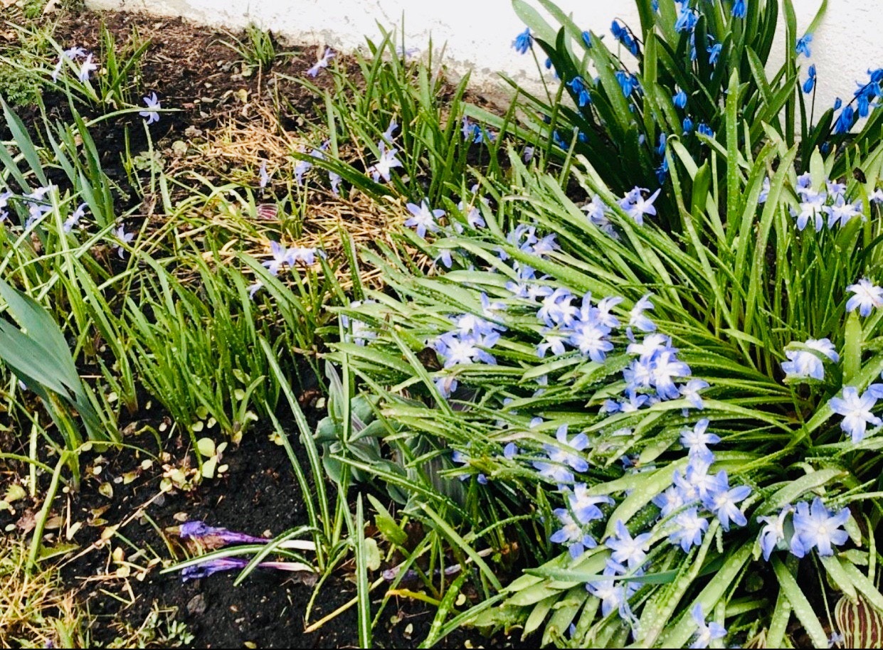 Blomsterbed mot øst Galleribilde