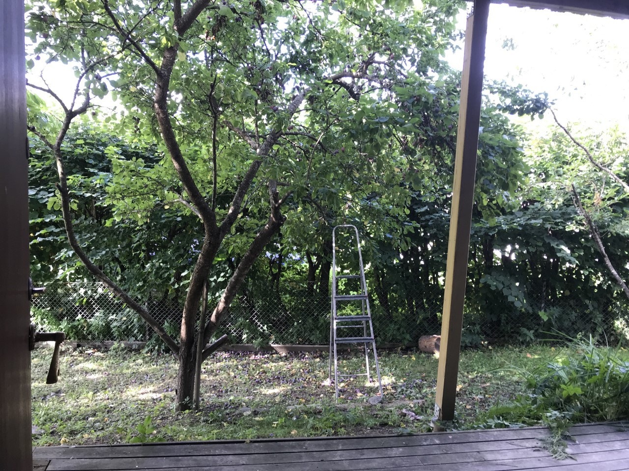 sommerbilde fra tidligere Galleribilde