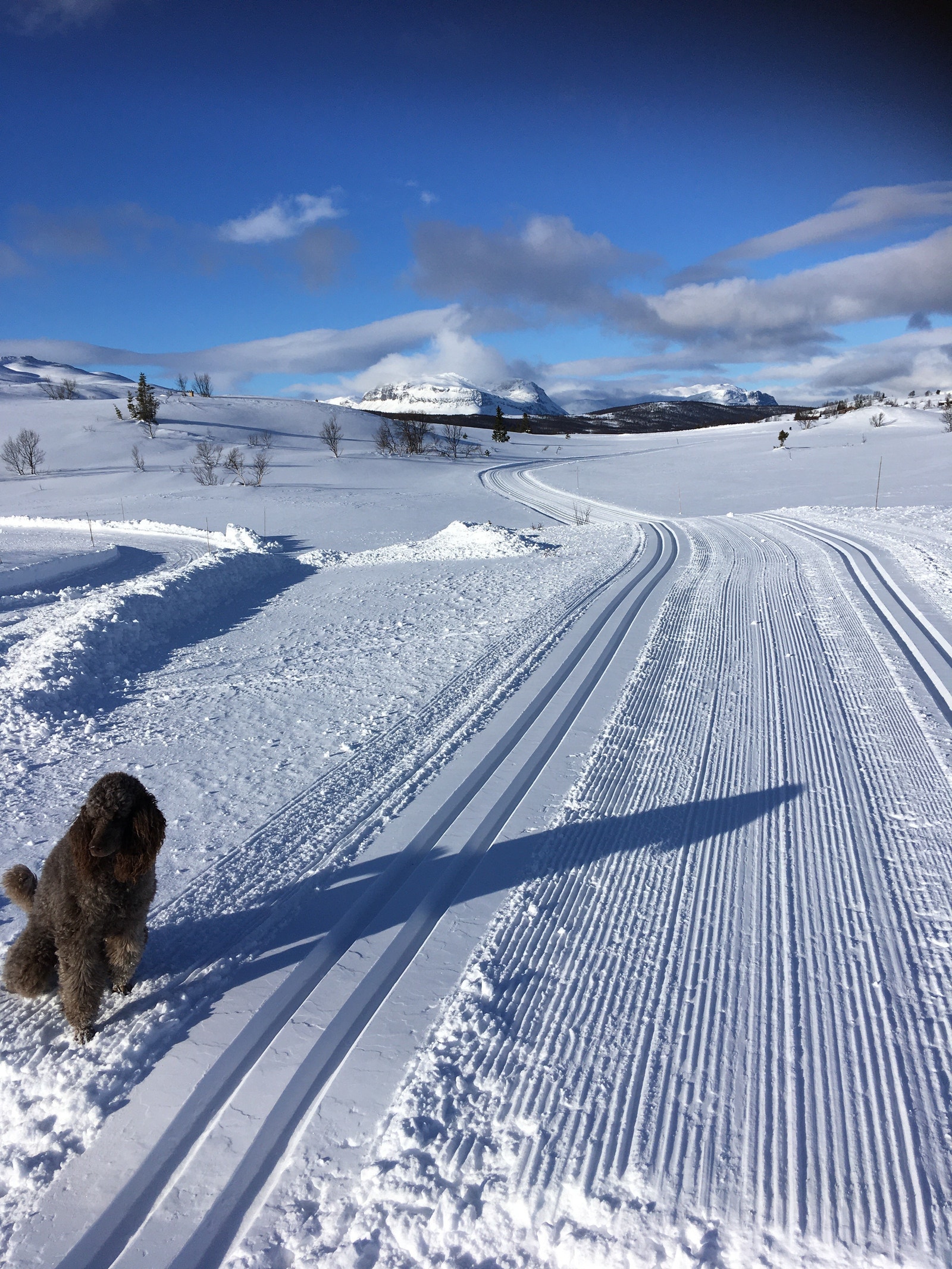 Skispor rett utenfor hytta. Galleribilde