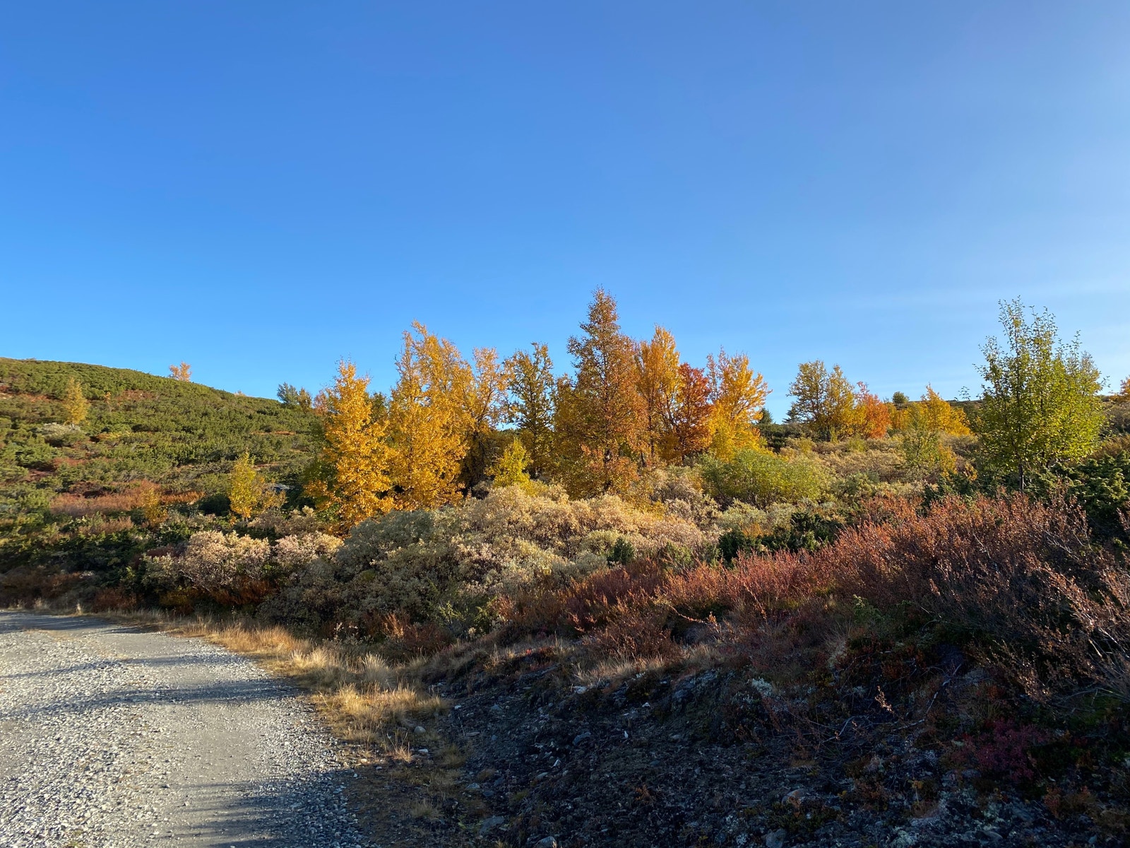 «Mjølkevegen» Veien rundt seterstulen Gardtjernlia. Galleribilde