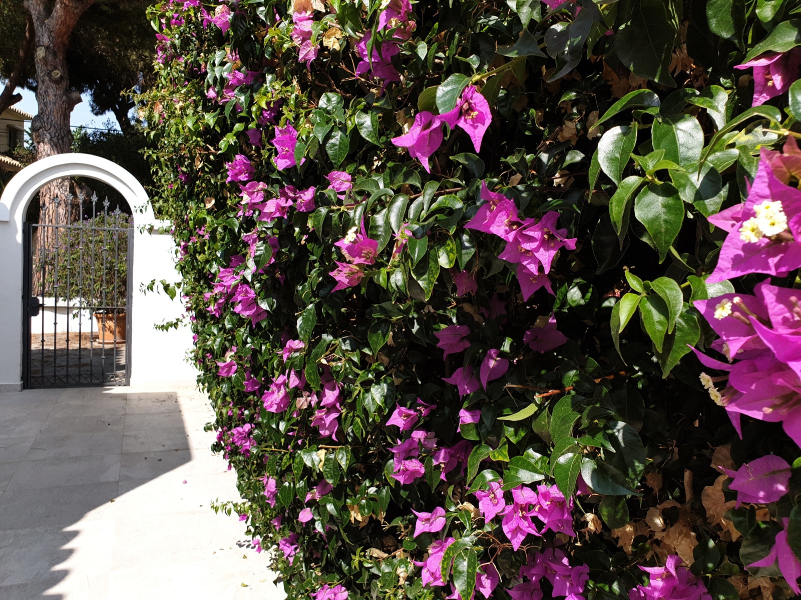 Frodig og velstelt privat hage uten innsyn Galleribilde