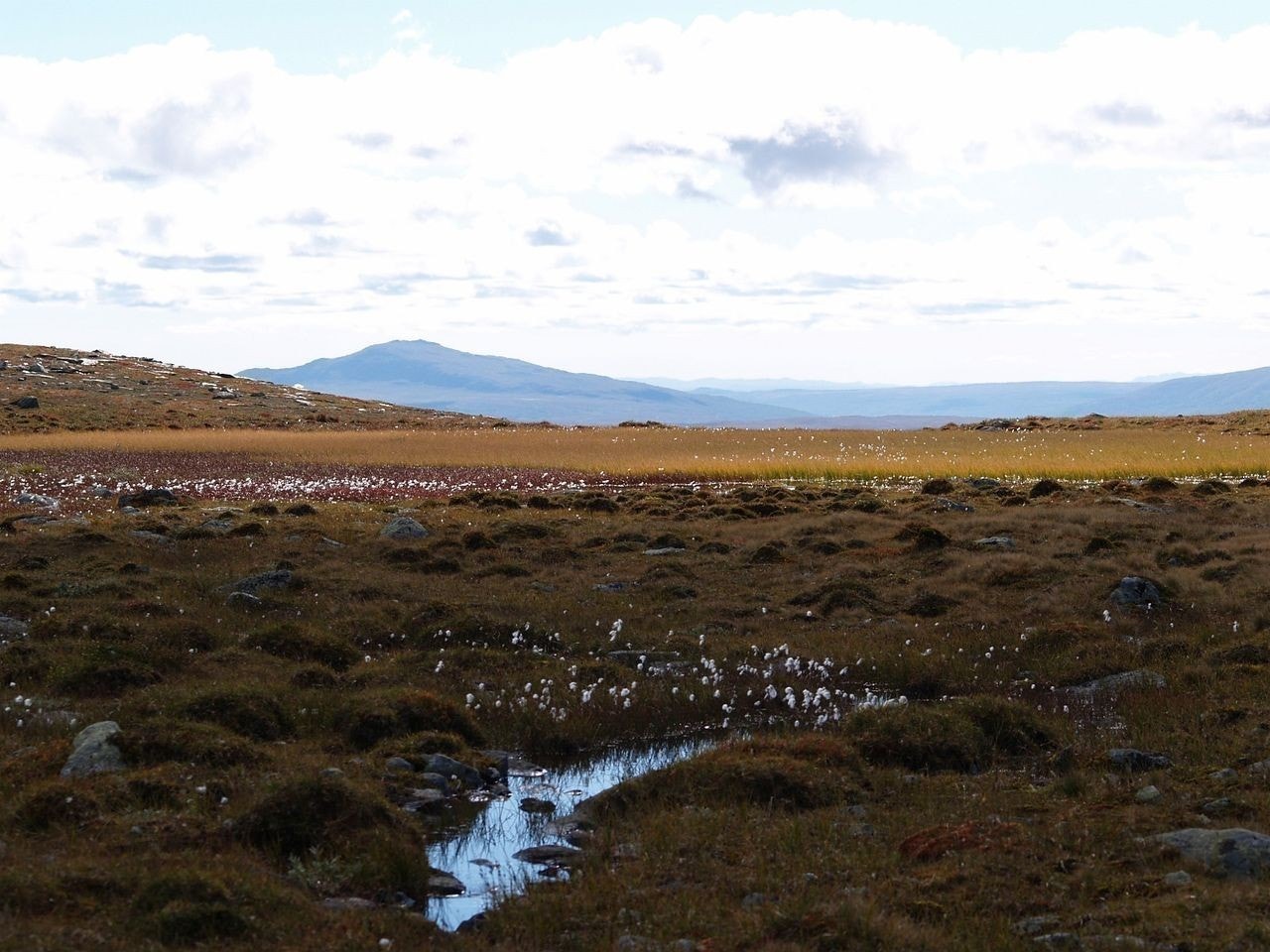 Moltemyrer Galleribilde