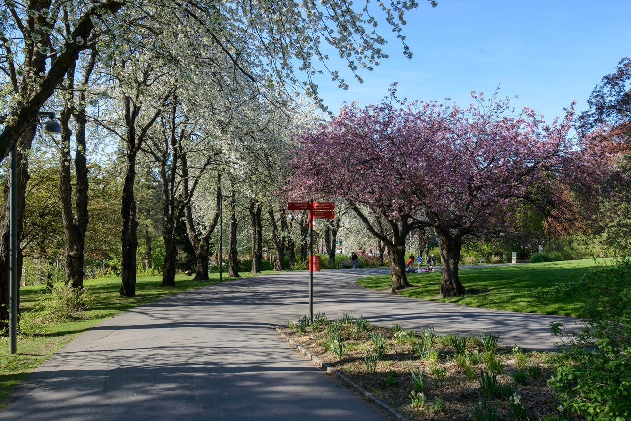 Flere grøntarealer i bydelen, med blant annet populære Botanisk hage. Galleribilde