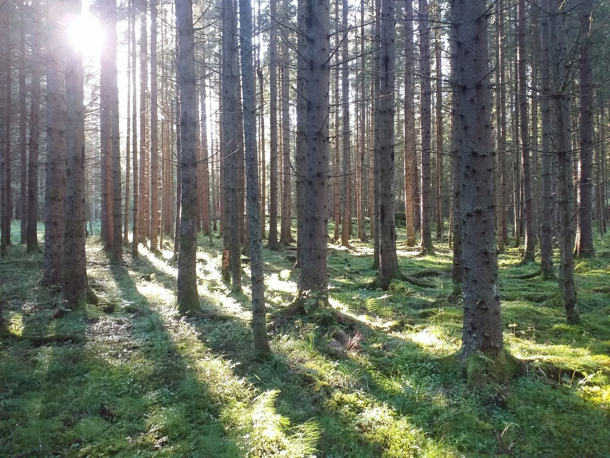 Meieriet ligger i Østmarka og skogen er bare et steinkast unna. Galleribilde