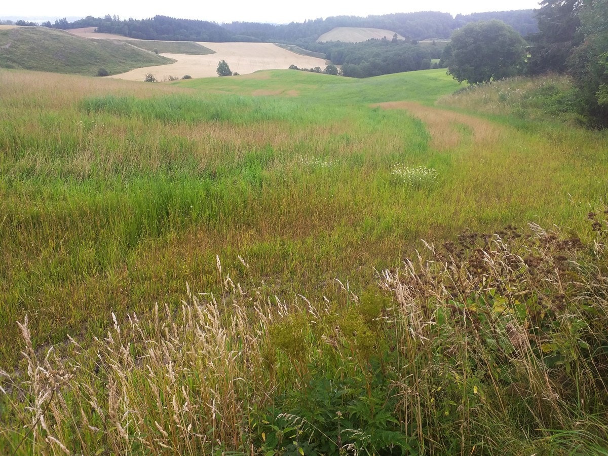 Flott natur og fine turområder i Dalefjerdingen. Galleribilde