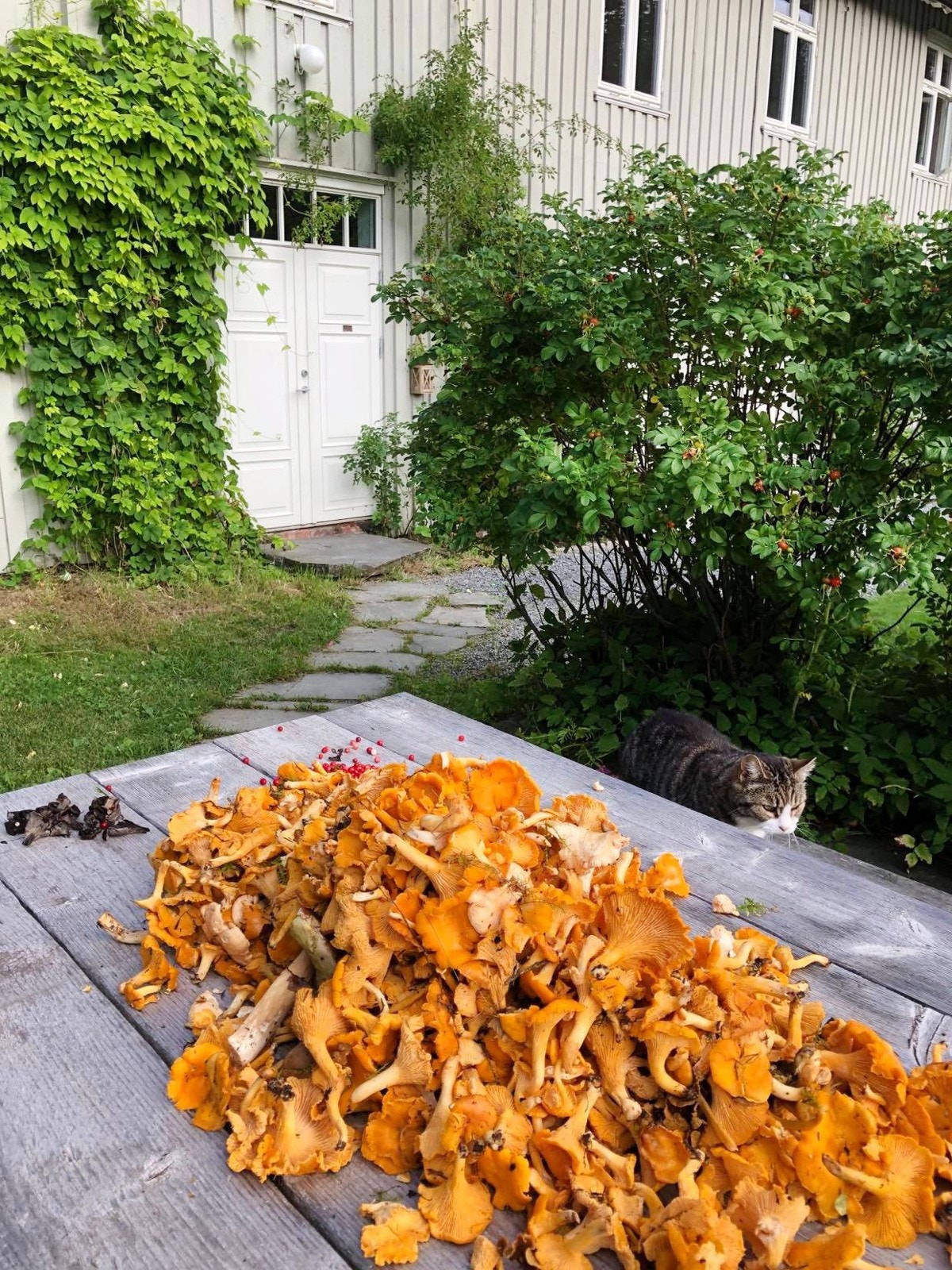 Veldig gode muligheter for å plukke sopp! Galleribilde