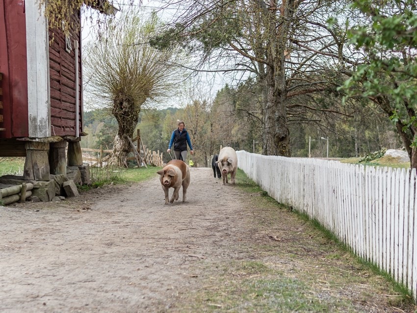 Søndre Aas gård er en trivelig besøksgård. På gården finnes blant annet rideskole - et populært innslag for de små. Det er flotte turstier i området rundt gården Galleribilde