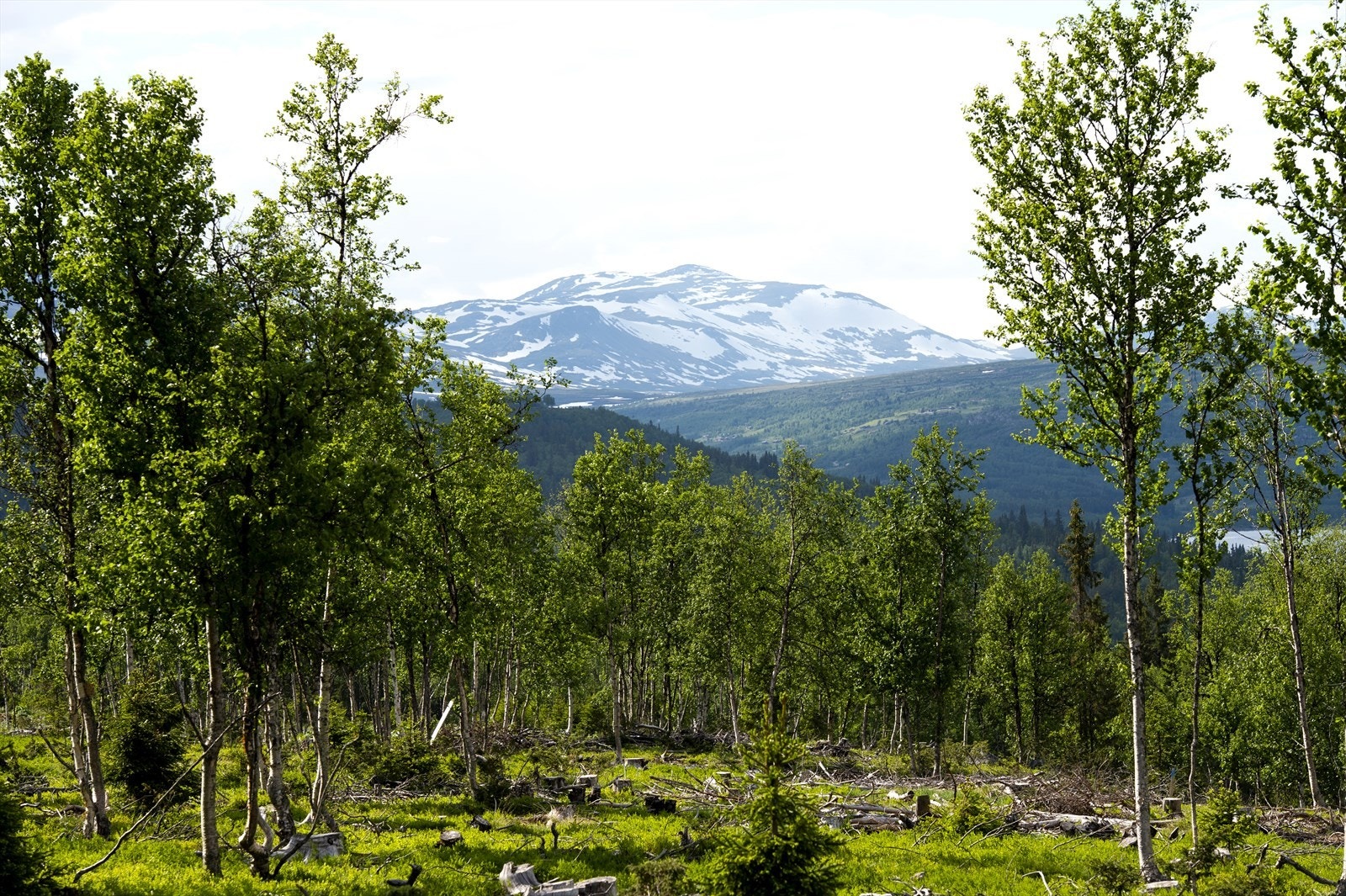 Tomten har fantastisk utsikt mot Skogshorn Galleribilde
