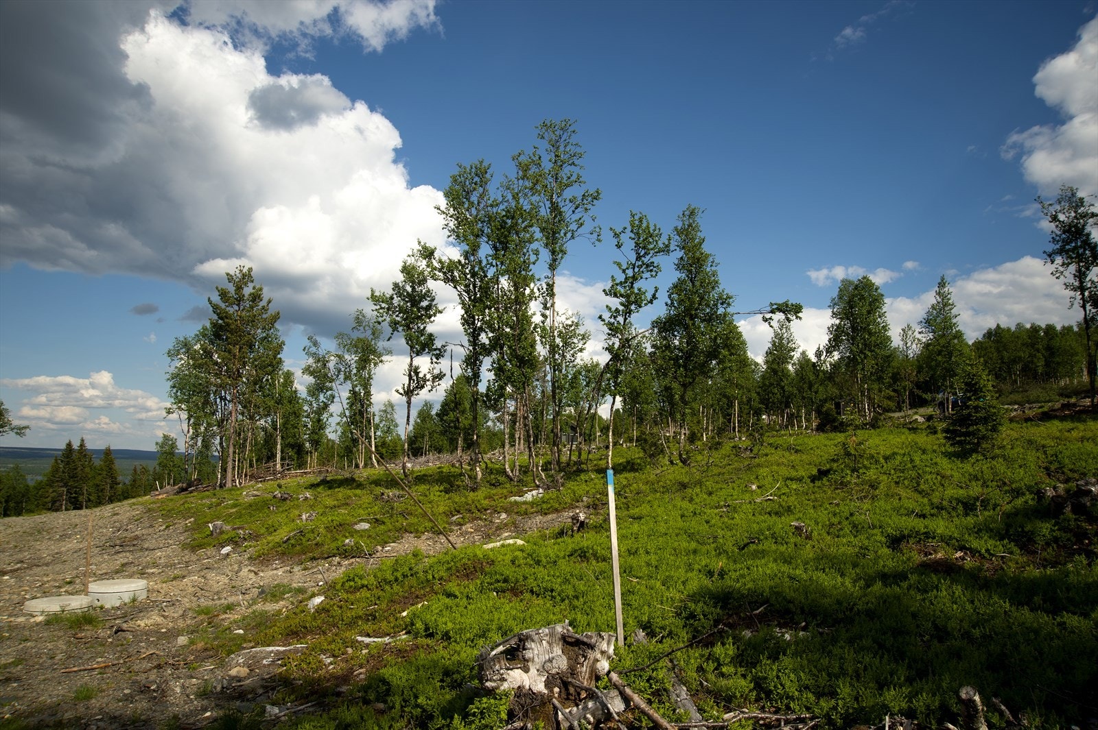 På tomten er det satt opp grensepinner Galleribilde