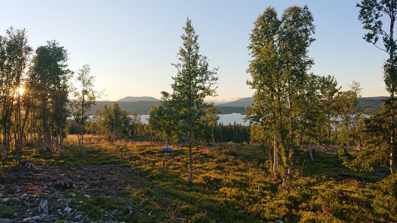 Selgers bilde. Galleribilde