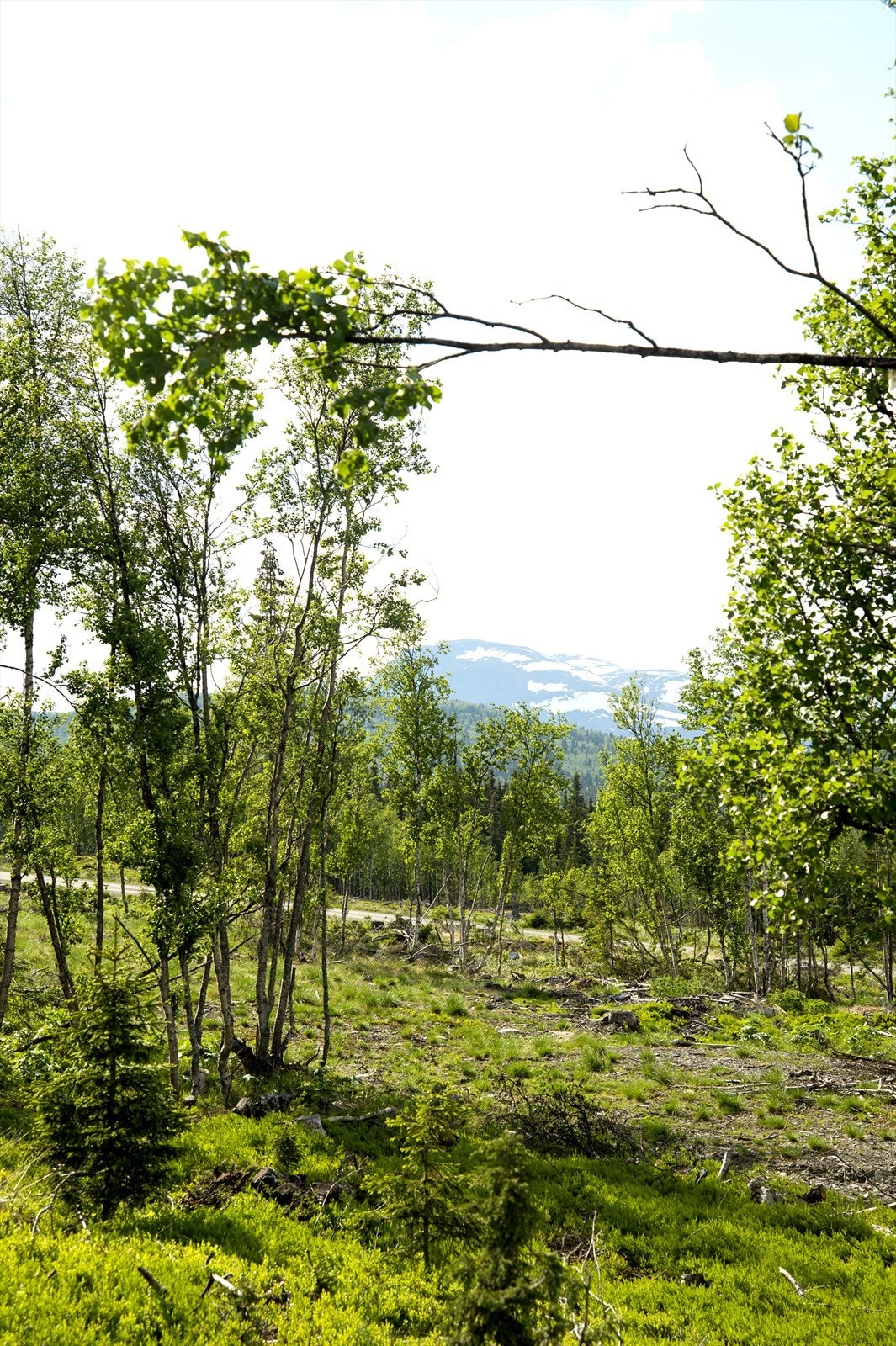 Fra tomten har man utsikt mot Skoghorn Galleribilde
