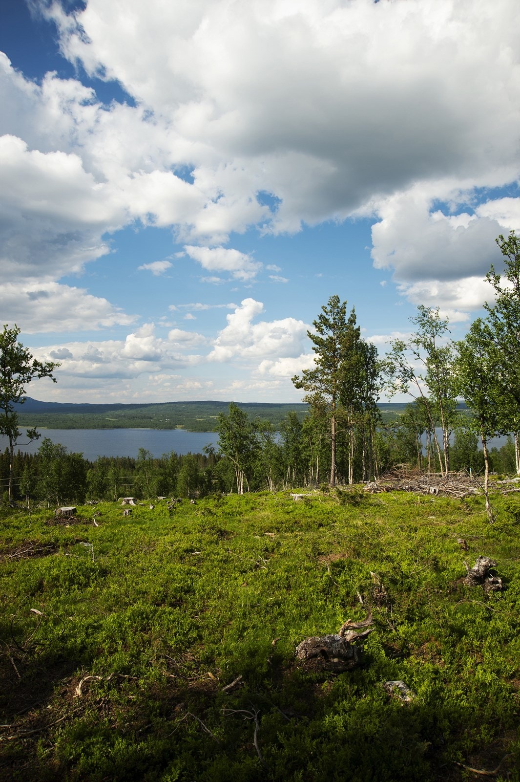 Fantastisk utsikt fra tomten Galleribilde