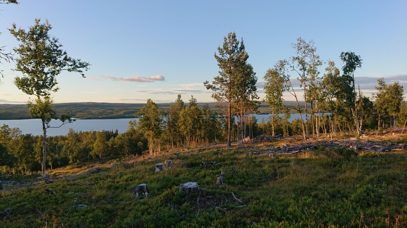 Selgers bilde. Galleribilde