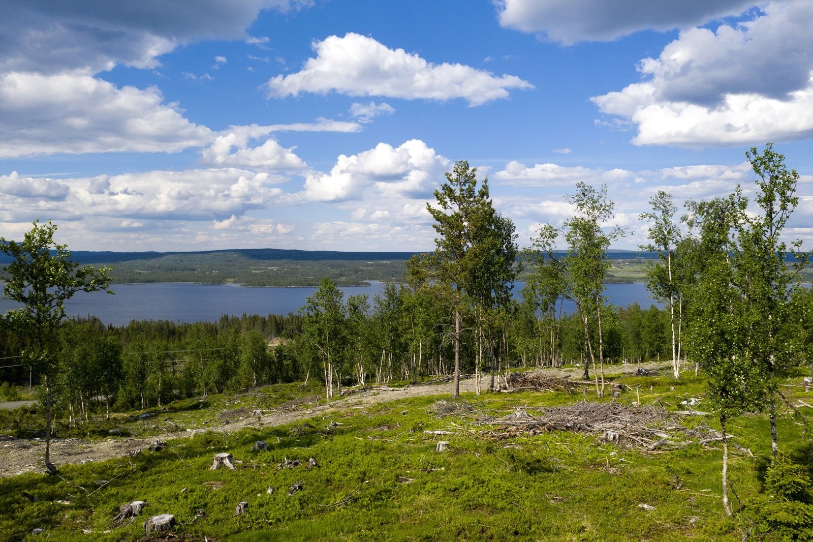 Bilde er tatt på tomten Galleribilde