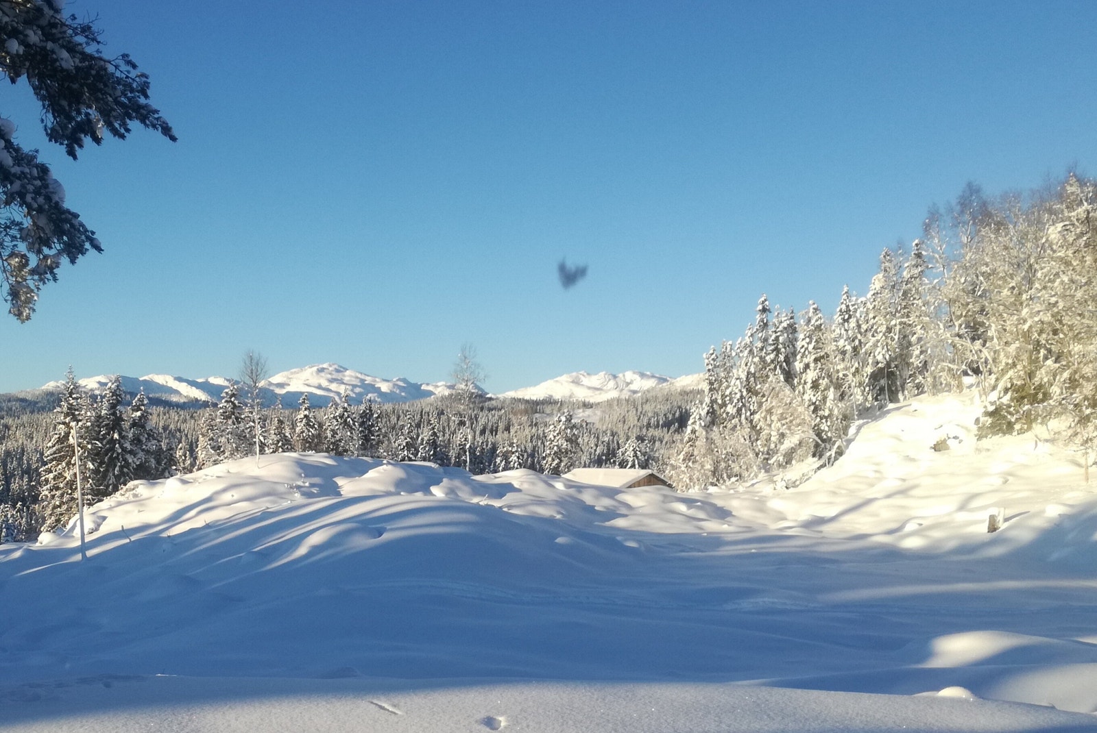 Viser Vehuskjerringa 1356 m.o.h. Galleribilde